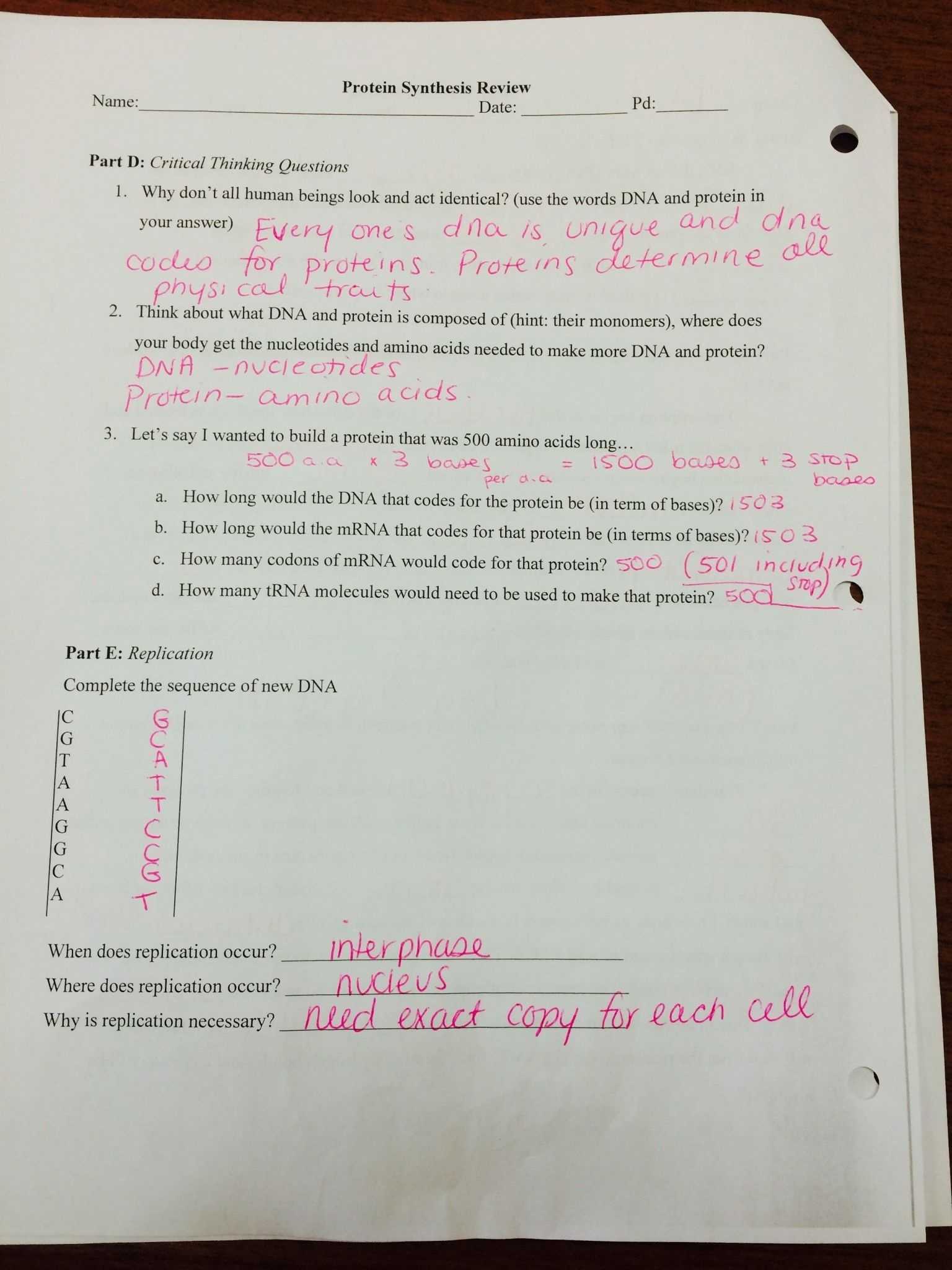 Dna Replication And Protein Synthesis Virtual Lab Sheet Answer Key - Biology Lose Or Gain Water pertaining to Protein Synthesis Worksheet Answers