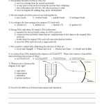 Dna Replication Coloring Worksheet Answer Key — Db Excel Regarding Dna Replication Coloring Worksheet