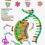 Dna Replication Coloring Worksheet - Word Worksheet with Dna Replication Coloring Worksheet
