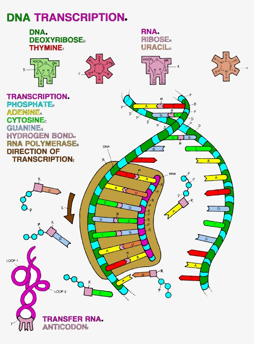 Dna Replication Coloring Worksheet - Word Worksheet with Dna Replication Coloring Worksheet