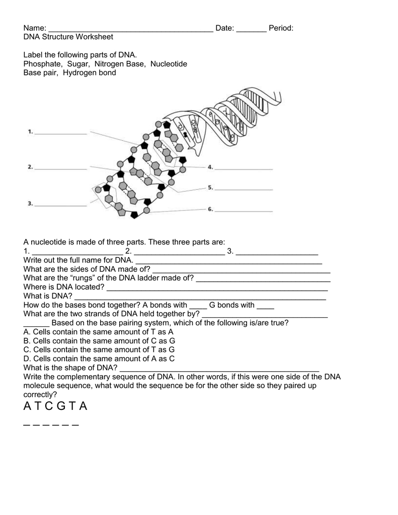 Dna Replication Worksheet Answer Key Quizlet / Dna Structure And Replication Worksheet Quizlet regarding Dna And Replication Worksheet Answers
