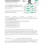 Dna Rna And Protein Synthesis Worksheet Answer Key with Dna And Rna Worksheet