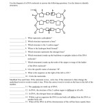 Dna Structure And Replication Quiz — Db Excel With Dna Structure Worksheet Answer Key