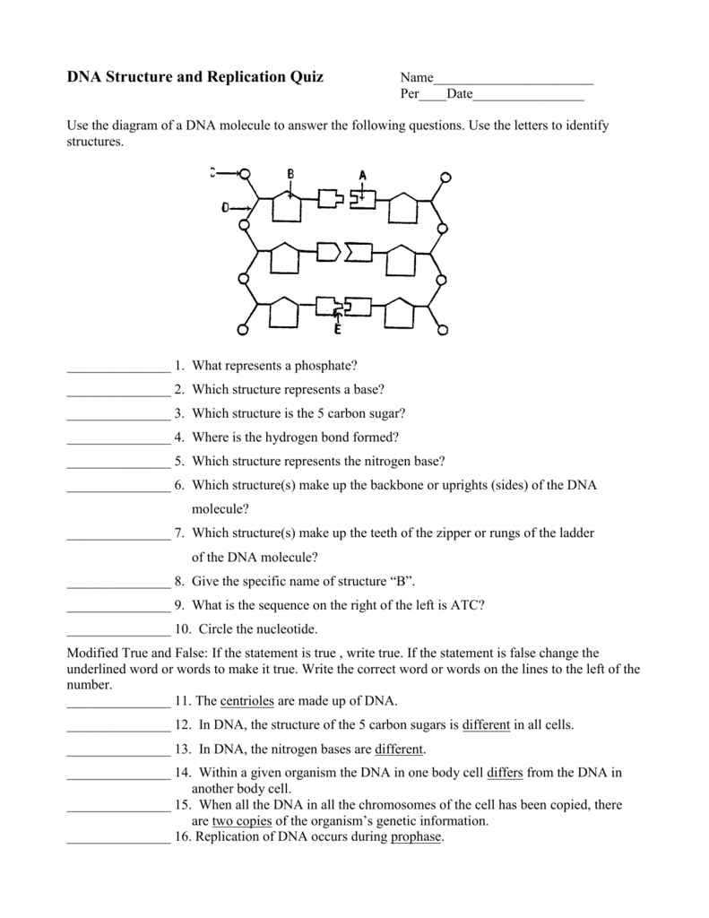 Dna Structure And Replication Worksheet Answer Key : Dna Structure For Dna Replication Worksheet Key