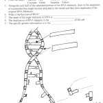 Dna Structure And Replication Worksheet Answers Key | Briefencounters Throughout Dna Structure Worksheet Answer Key
