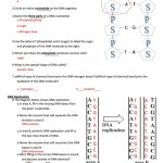 Dna Structure And Replication Worksheet Answers Pdf / Dna Structure And Replication Worksheet Throughout Dna Structure And Replication Worksheet
