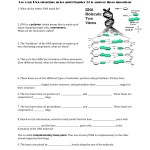 Dna Structure And Replication Worksheet Answers Quizlet / Dna Structure Within Dna Replication Review Worksheet