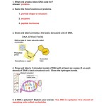 Dna Structure And Replication Worksheet — Db Excel With Dna Structure And Replication Worksheet
