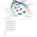 Dna Structure And Replication Worksheet / Dna Structure And Function Coloring Worksheet Pertaining To Dna Structure And Replication Worksheet