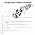 Dna Structure Function And Replication Worksheet Answer Key – Transcription And Translation Inside Dna Replication Worksheet Answer Key