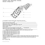 Dna Structure Worksheet With Regard To Dna And Replication Worksheet