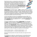 Dna The Double Helix Coloring Worksheet — Db Excel With Regard To Dna The Double Helix Worksheet