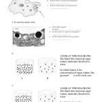 √ 20 Active And Passive Transport Worksheet | Simple Template Design Inside Passive And Active Transport Worksheet