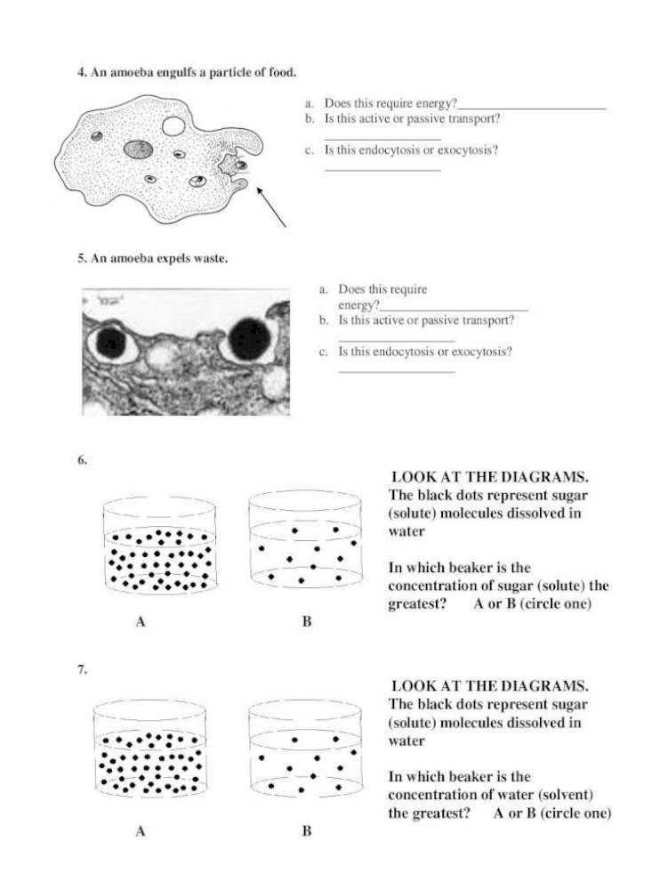 √ 20 Active And Passive Transport Worksheet | Simple Template Design Inside Passive And Active Transport Worksheet