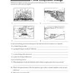 √ 20 Ecological Pyramids Worksheet Answers | Simple Template Design Intended For Ecological Pyramids Worksheet Answers