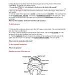 √ 20 Frog Dissection Worksheet Answer Key | Simple Template Design Inside Frog Dissection Worksheet Answer Key