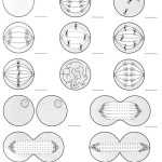 √ 20 Mitosis Vs Meiosis Worksheet Answers | Simple Template Design in Mitosis Vs Meiosis Worksheet Answers