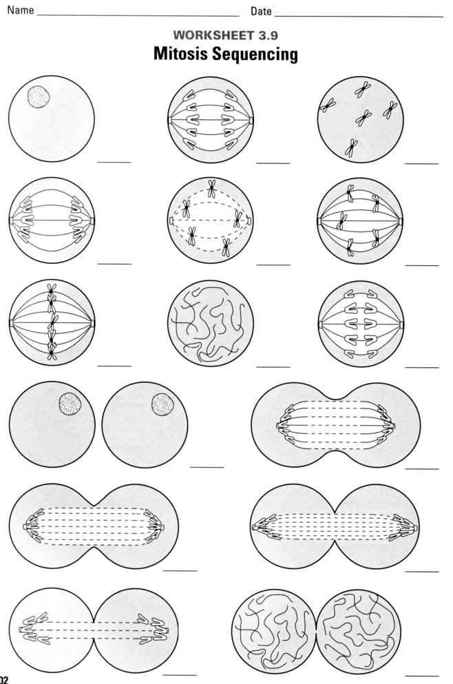 √ 20 Mitosis Vs Meiosis Worksheet Answers | Simple Template Design in Mitosis Vs Meiosis Worksheet Answers