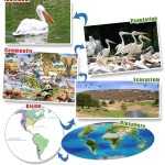 Ecosystem Levels Of Organization Worksheet With Regard To Levels Of Ecological Organization Worksheet