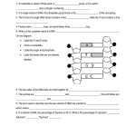 ️From Dna To Protein Worksheet Free Download| Qstion.co Regarding Protein Synthesis Review Worksheet Answers