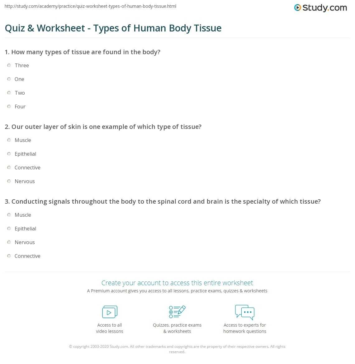 ️Types Of Human Tissue Worksheet Free Download| Gmbar.co throughout Types Of Tissues Worksheet
