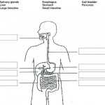 Ejercicio De Nutrition 2 Digestive System – Ficha De Digestive System Pertaining To Digestive System Worksheet Answers