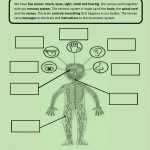 Ejercicio De Our Nervous System throughout Nervous System Worksheet High School