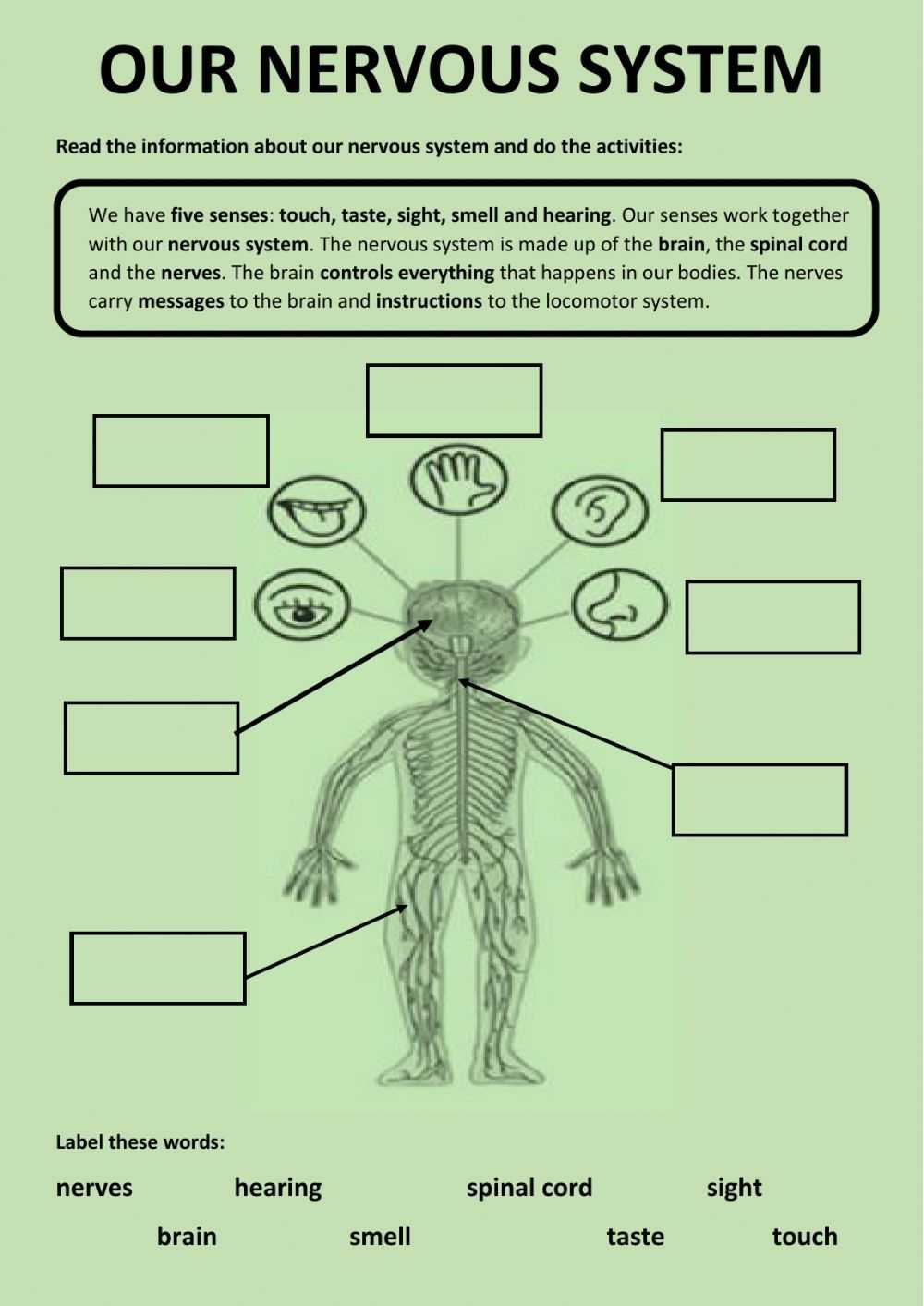 Ejercicio De Our Nervous System throughout Nervous System Worksheet High School