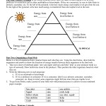 Energy Pyramid Worksheet Answer Key within Ecological Pyramids Worksheet Answers