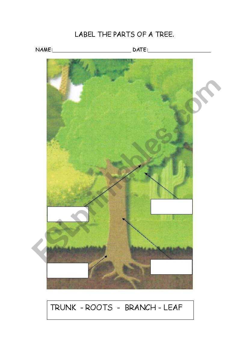English Worksheets: Lable The Parts Of A Tree Within Parts Of A Tree Worksheet