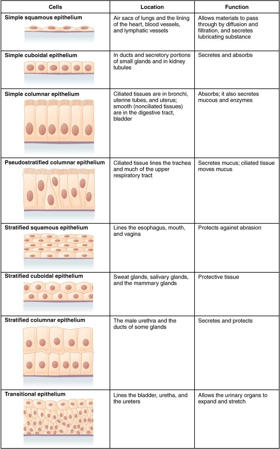 Epithelial Tissue Coloring Worksheet - Neo Coloring With Types Of Tissues Worksheet
