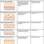 Epithelium Classification Diagram | Quizlet For Types Of Tissues Worksheet