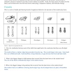 Evidence For Evolution Worksheet Answers throughout Evidence Of Evolution Worksheet Answers