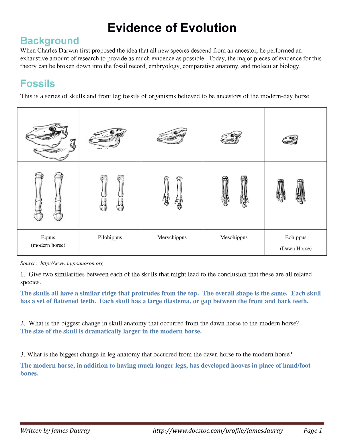 Evidence For Evolution Worksheet Answers throughout Evidence Of Evolution Worksheet Answers