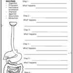 ? Digestion Experiment – Human Digestive System For Kids For Digestive System Worksheet Pdf
