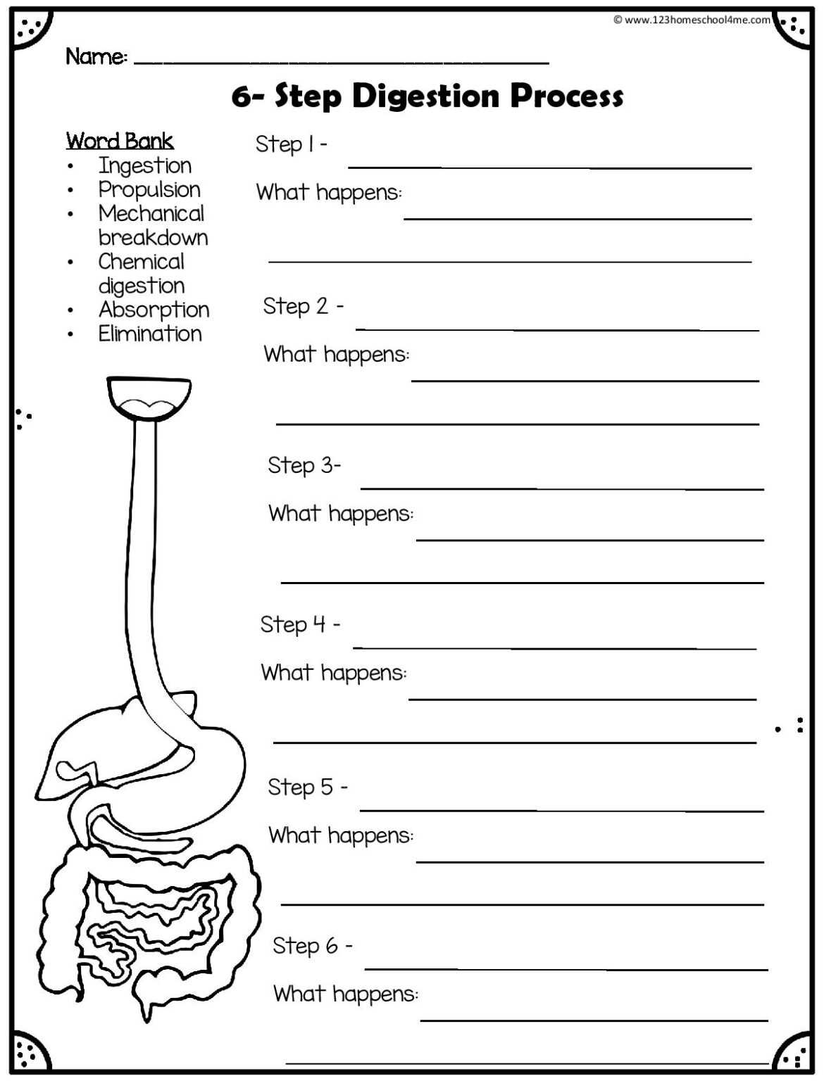 ? Digestion Experiment - Human Digestive System For Kids For Digestive System Worksheet Pdf