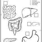 ? Digestion Experiment – Human Digestive System For Kids Inside Human Digestive System Worksheet