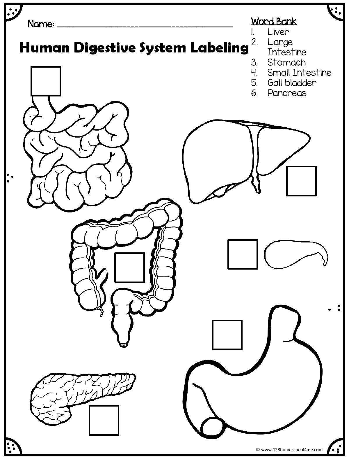 ? Digestion Experiment - Human Digestive System For Kids Inside Human Digestive System Worksheet