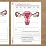Female Reproductive System Worksheet | Beyond Secondary Intended For The Female Reproductive System Worksheet
