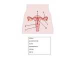 Female Reproductive System Worksheet For 9 Regarding The Female Reproductive System Worksheet