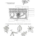 Flower Structure Worksheet Answers With Regard To Cross Section Worksheet 7Th Grade