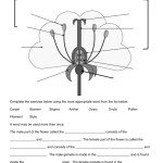 Flowering Plant Reproduction Worksheet Answers | Best Flower Site inside Plant Reproduction Worksheet Answers
