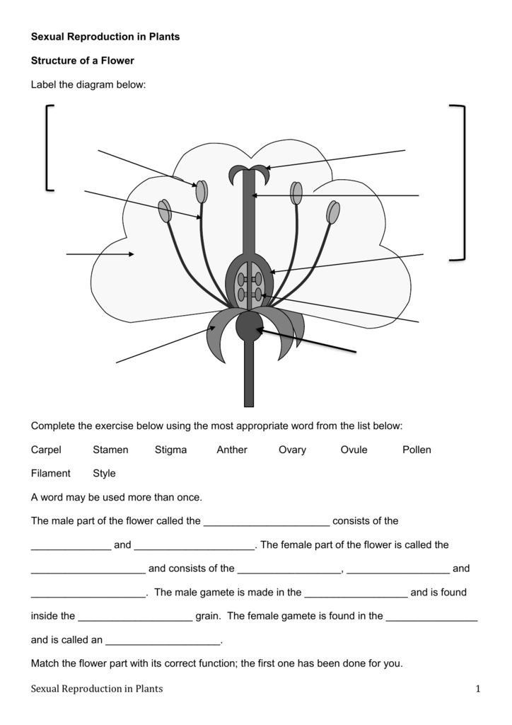 Flowering Plant Reproduction Worksheet Answers | Best Flower Site inside Plant Reproduction Worksheet Answers