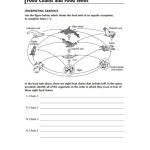 Food Chain Worksheet Answers — Db Excel With Food Web Worksheet High School
