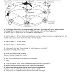 Food Chains And Food Webs Skills Worksheet Answers — Db Excel For Food Web Worksheet Answer Key