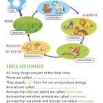 Food Chains And Webs Worksheet – Word Worksheet Intended For Food Chains And Webs Worksheet