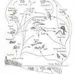 Food Chains And Webs Worksheet | Worksheet For Education Pertaining To Food Web Worksheet High School