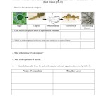 Food Web Worksheet Answer Key — Db Excel With Food Web Worksheet Answer Key