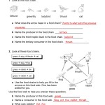 Food Web Worksheet Answer Key With Regard To Food Web Worksheet High School