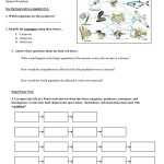 Food Web Worksheet Answers — Db Excel With Regard To Food Web Worksheet Answers